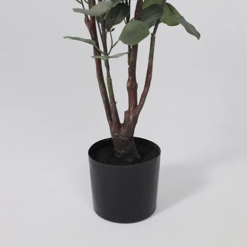 Бонсай EUCALYPTUS, 120см_preview_4